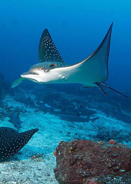 Isla del Coco Mantaraya