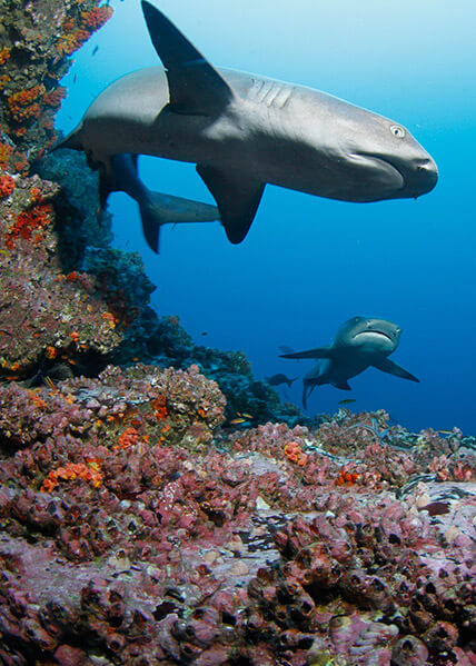 Isla del Coco Tiburones