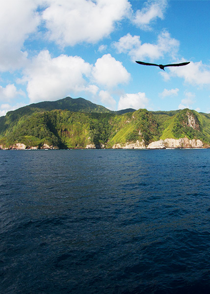 Sea birds of Cocos Island