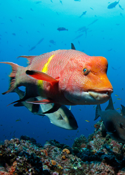 Isla del Coco biodiversidad y especies endémicas