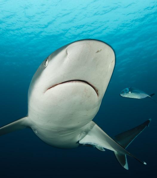 Sharks of the Cocos Island National Park