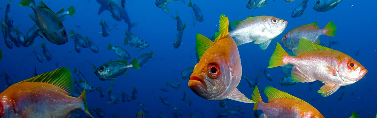 Isla del Coco, banco de peces