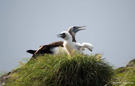 Aves de la Isla del Coco