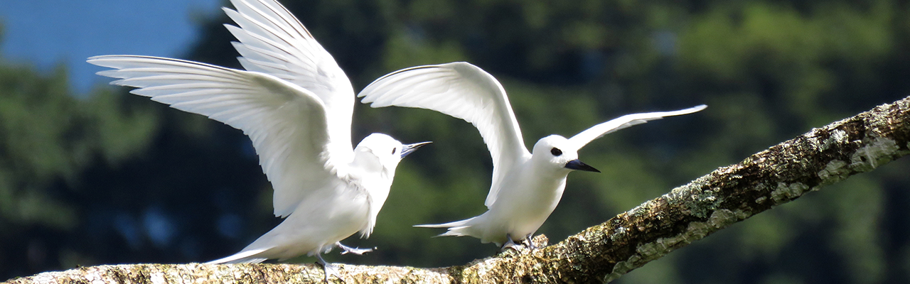 Aves Isla del Coco