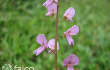 Flora de la Isla del Coco