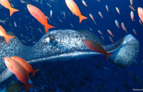 Mantarayas de la Isla del Coco