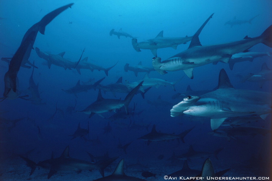 Tiburones de la Isla del Coco