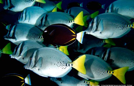 Peces de la Isla del Coco - yellowtail surgeonfish shmulik bloom