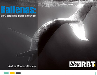 Publicacion: Ballenas de Costa Rica para el mundo - Por: Andrea Montero