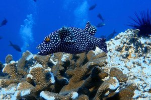 Especies invasoras marinas en el Pacífico Oriental Tropical