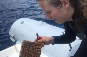 Especies invasoras marinas en el Pacífico Oriental Tropical