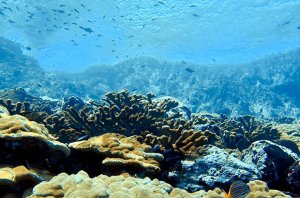 Especies invasoras marinas en el Pacífico Oriental Tropical