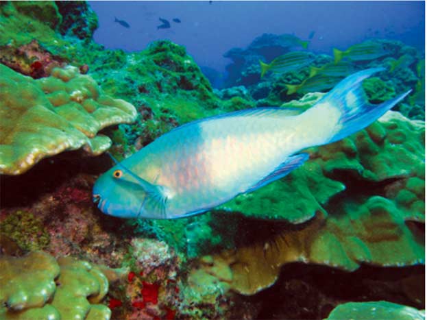 Arrecife: Parque Nacional Isla del Coco. Fotografía de Geiner Golfín