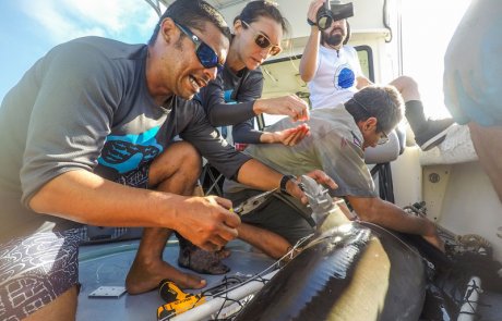 Investigación y conservación de tiburones migratorios del Parque Nacional Isla del Coco