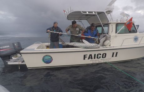 Investigación y conservación de tiburones migratorios del Parque Nacional Isla del Coco