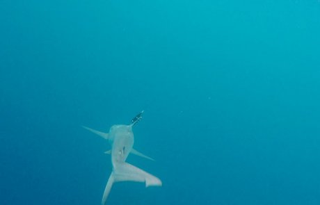 Investigación y conservación de tiburones migratorios del Parque Nacional Isla del Coco