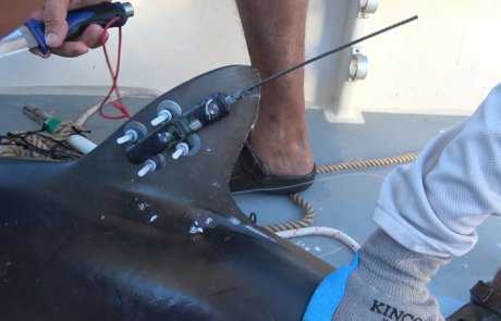 Investigación y conservación de tiburones migratorios del Parque Nacional Isla del Coco