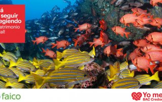 AMIGOS ISLA DEL COCO y BAC CREDOMATIC SE UNEN POR UNO DE NUESTROS  TESOROS NATURALES