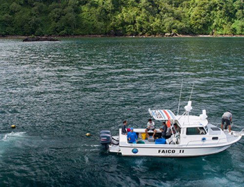 Costa Rica: Investigan el comportamiento de los tiburones migratorios del Parque Nacional Isla del Coco