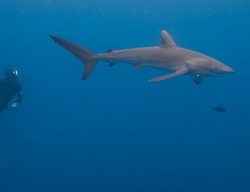 Tiburones de la Isla del Coco serán seguidos por GPS para analizar su migración