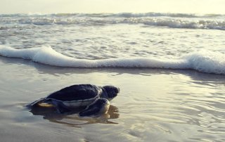 Conservación de la tortuga lora