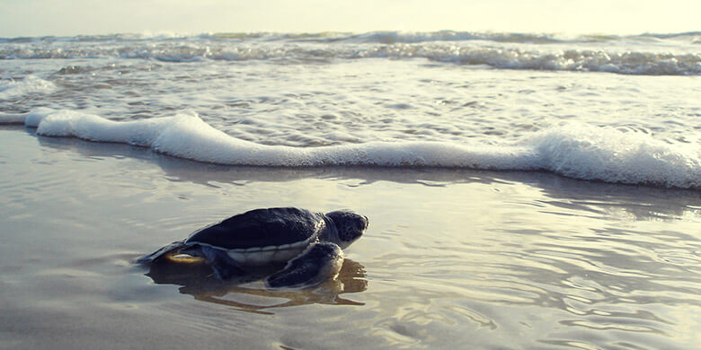 Conservación de la tortuga lora