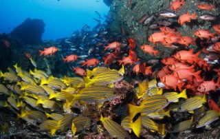 Isla del Coco es declarado “Blue Park”