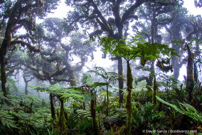 Isla del Coco es declarado “Blue Park”