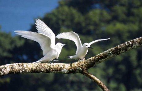 Isla del Coco es declarado “Blue Park”