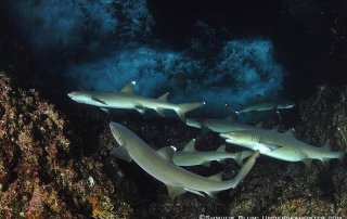 Isla del Coco es declarado “Blue Park”