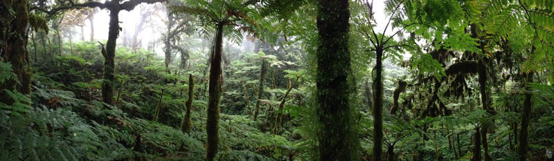 Bosque Nuboso Isla del Coco