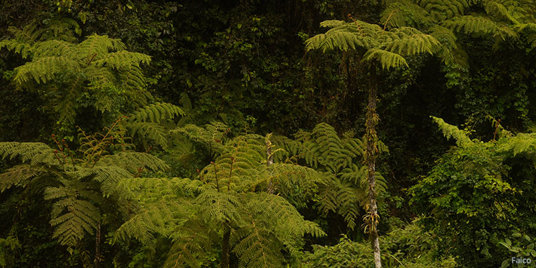 Bosque nuboso de la Isla del Coco, Costa Rica. Foto por Faico