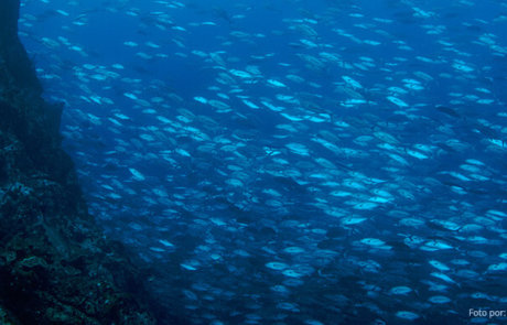 Cardumen, Isla del Coco. Foto por Shmulik Bloom