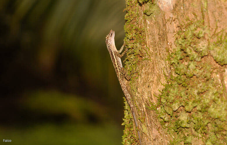 Lagartija endémica de la Isla del Coco