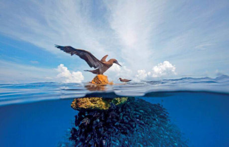 mar azul profundo, Isla del Coco