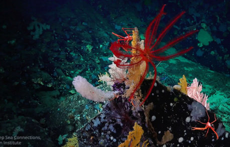 Montes submarinos son un oasis en medio del océano.