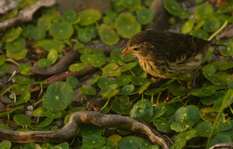 Pinzón endémico de la Isla del Coco. Foto por Faico