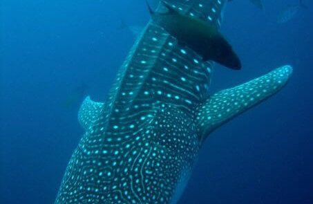 Tiburón Ballena