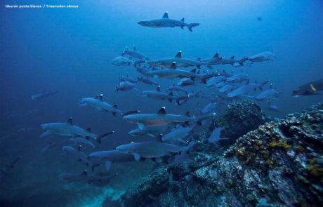 Tiburón Punta Blanca