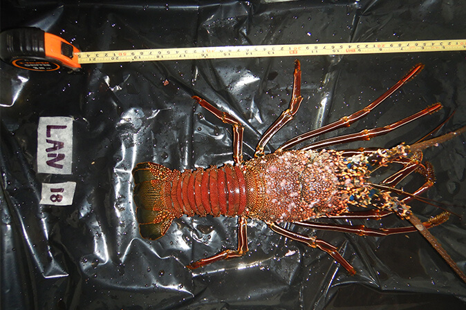 Microplásticos en ambientes marinos y de agua dulce en el Parque Nacional Isla del Coco