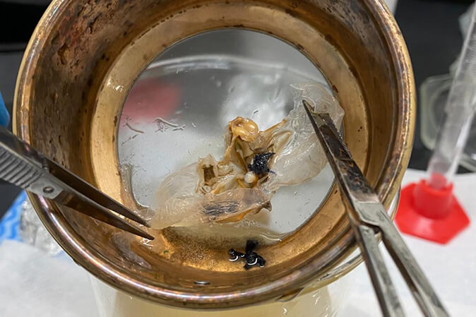 Microplásticos en ambientes marinos y de agua dulce en el Parque Nacional Isla del Coco