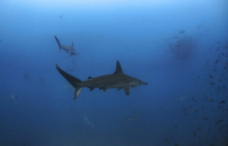 Avistamiento de Tiburones en ACMC