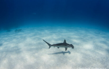 Avistamiento de Tiburones en ACMC