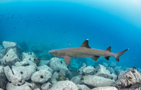 Avistamiento de Tiburones en ACMC