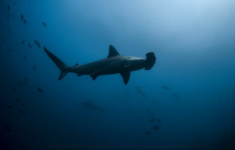 Avistamiento de Tiburones en ACMC