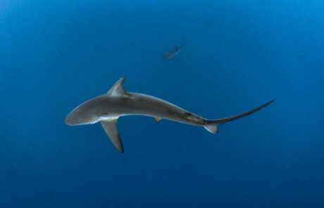 Avistamiento de Tiburones en ACMC