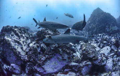 Avistamiento de Tiburones en ACMC