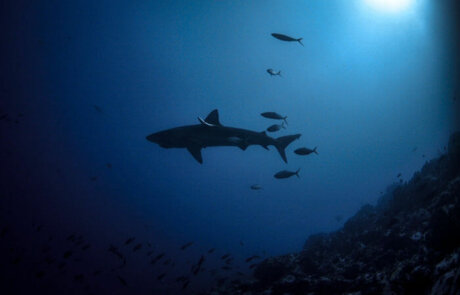 Avistamiento de Tiburones en ACMC