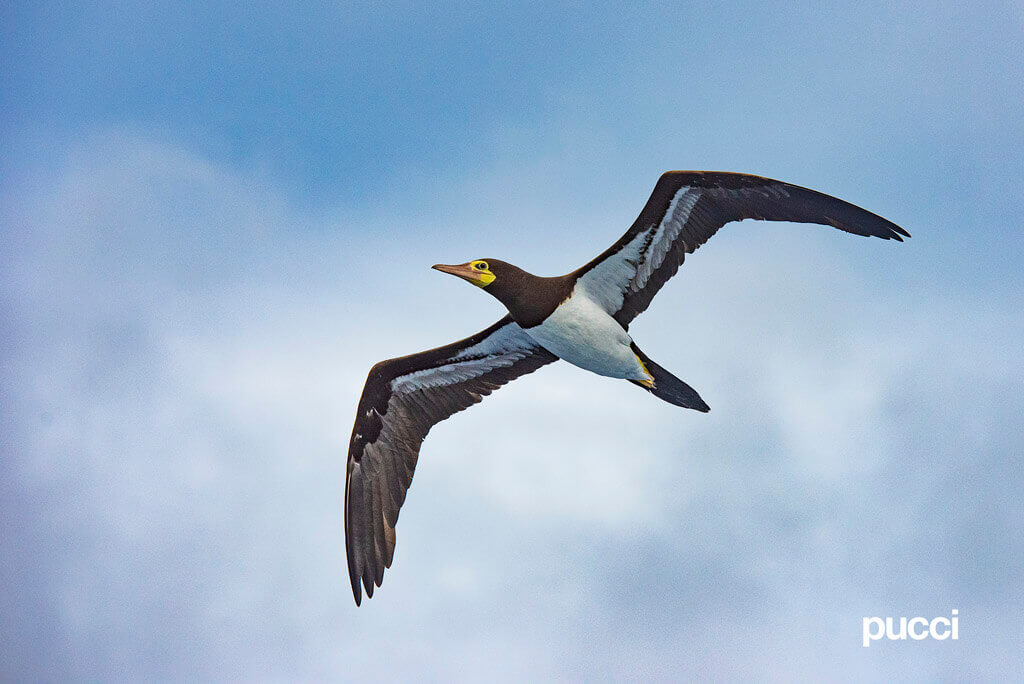 Cocos Island