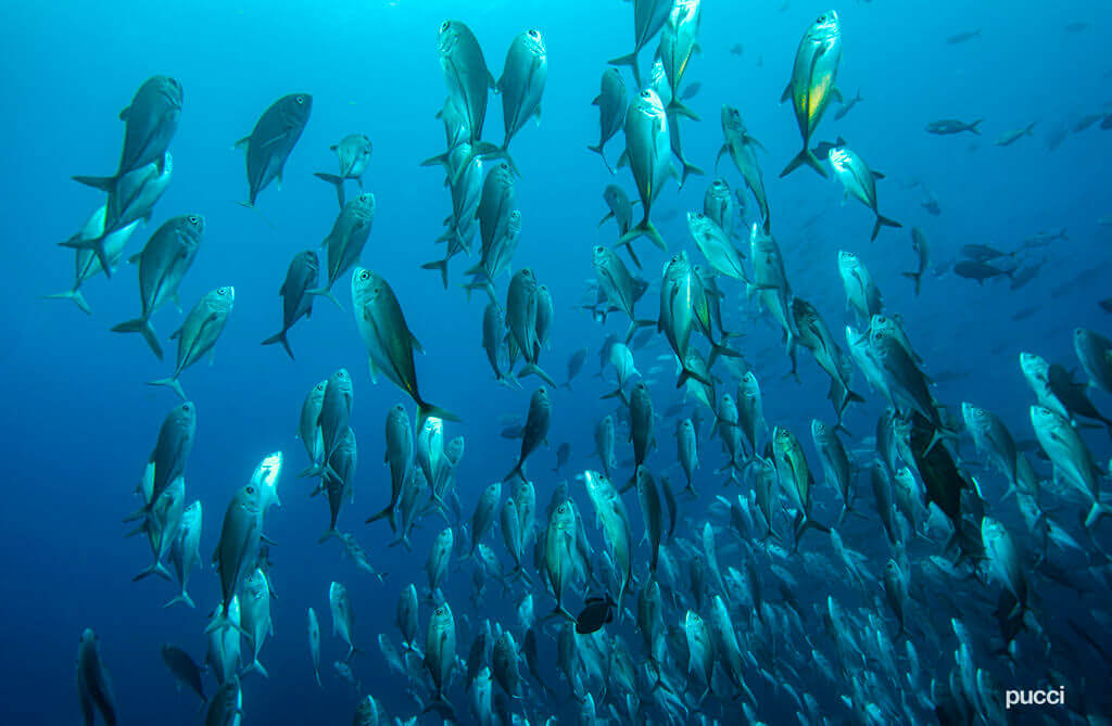 Cocos Island